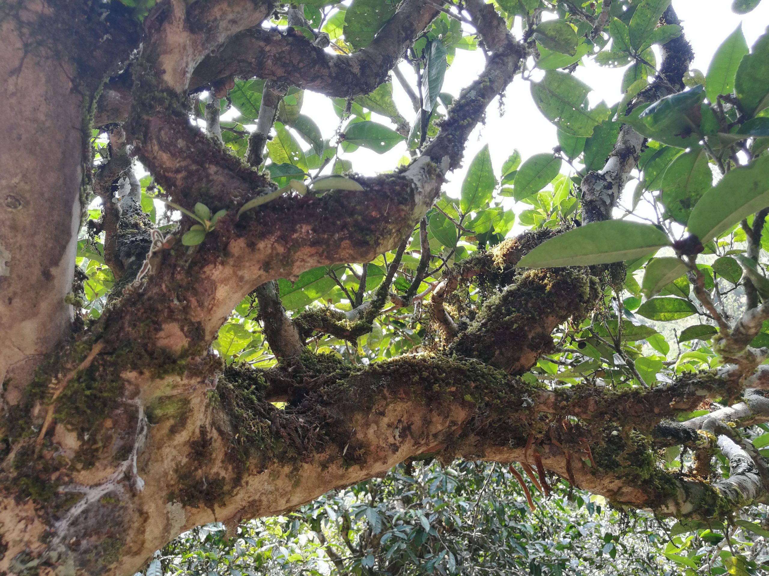 2021年勐宋那卡古樹(shù)秋茶多少錢一公斤？