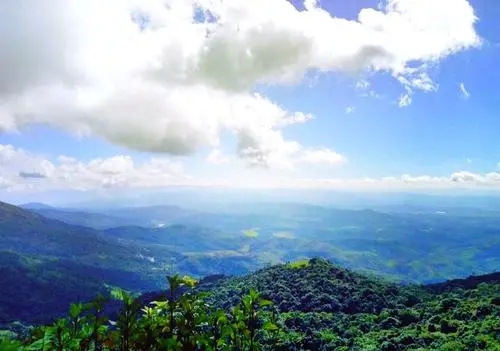 2021年滑竹梁子古樹秋茶特點？
