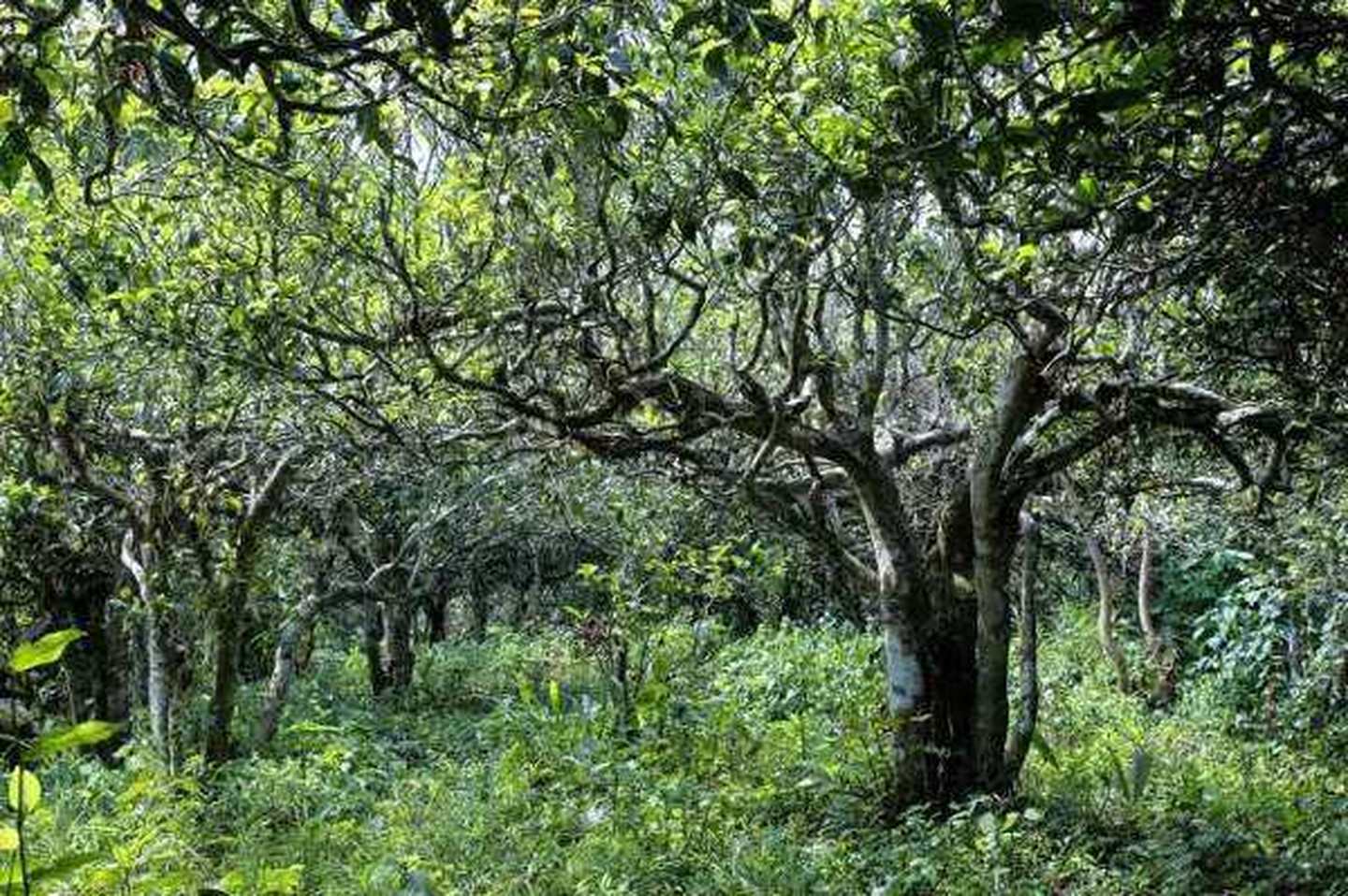 2021年滑竹梁子古樹(shù)秋茶口感？