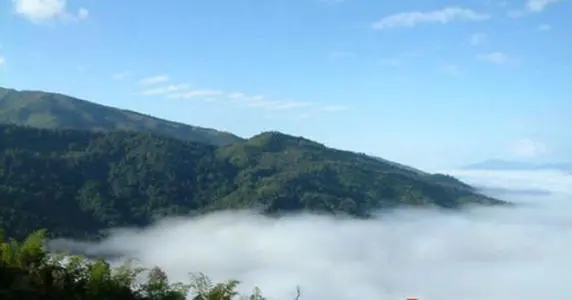 2021年滑竹梁子古樹品鑒實(shí)錄？