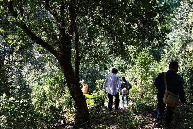 2021年南糯山拔瑪老寨古樹秋茶特點(diǎn)是什么？