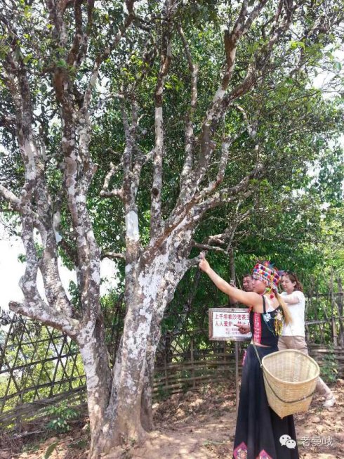 2021年帕沙古樹秋茶價格是多少？