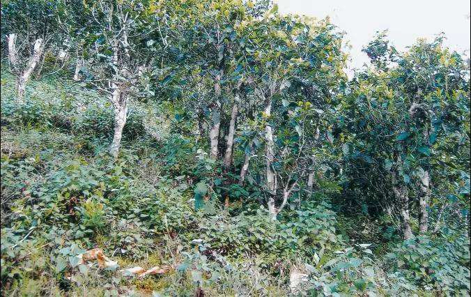 2022年須立貢茶普洱茶繞不開的古茶山！