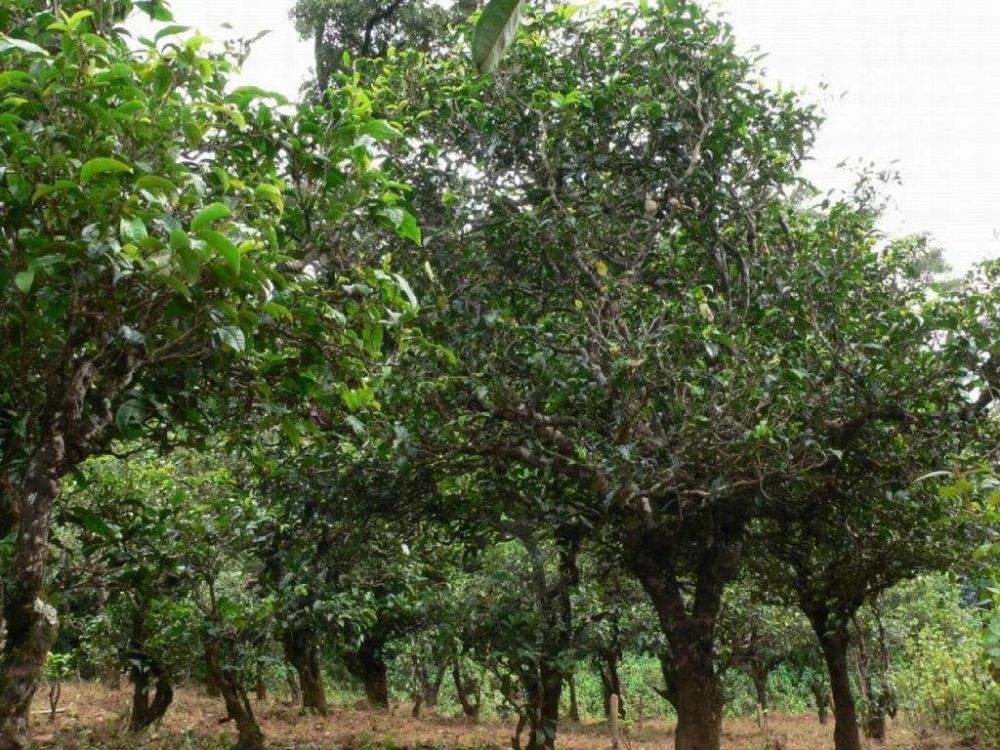 2022年須立貢茶為何備受皇室青睞!揭秘！