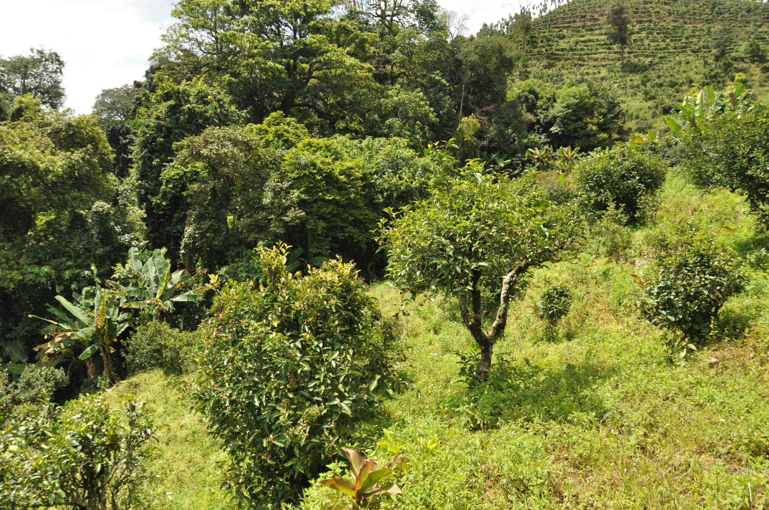 2022年迷倒皇帝的貢茶-迷帝古樹春茶特點(diǎn)？