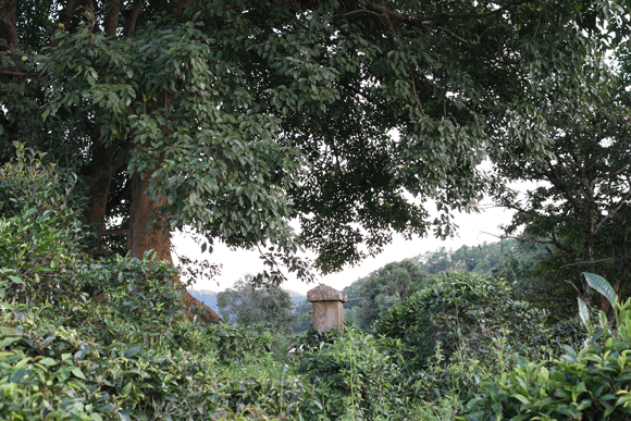 2022年迷帝古樹春茶口感是什么？