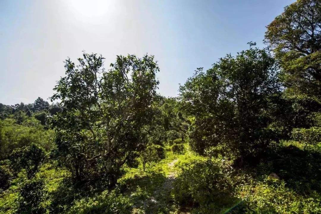 2022年迷帝古樹春茶多少錢一公斤？