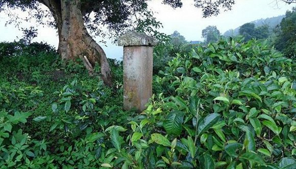 2022年迷帝古樹春茶價(jià)格？