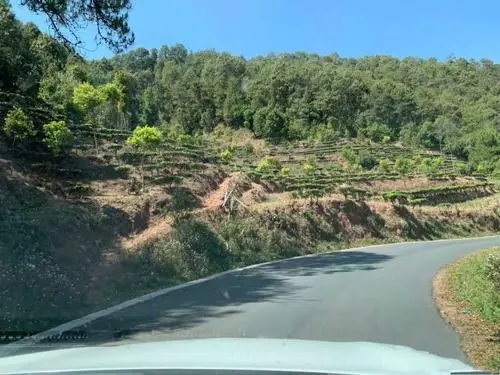 2022年墨江鳳凰窩古樹春茶價格？