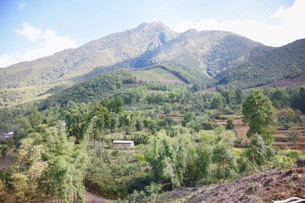 2022年景谷黃草壩古樹春茶價(jià)格？