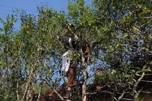 2022年景谷黃草壩古樹(shù)春茶品鑒實(shí)錄！