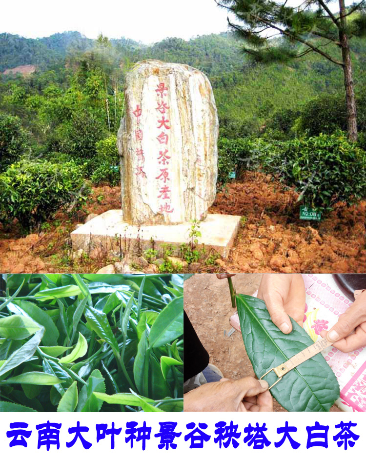 2022年景谷秧塔古樹(shù)春茶口感是什么？