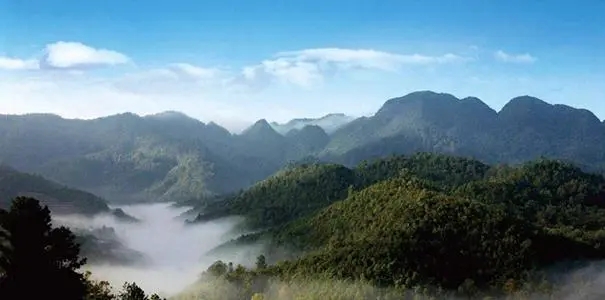 2022年景谷苦竹山古樹春茶口感？