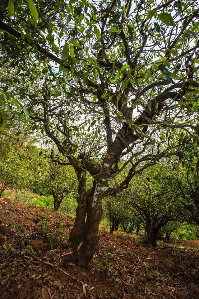 2022年景谷苦竹山古樹春茶多少錢一公斤？