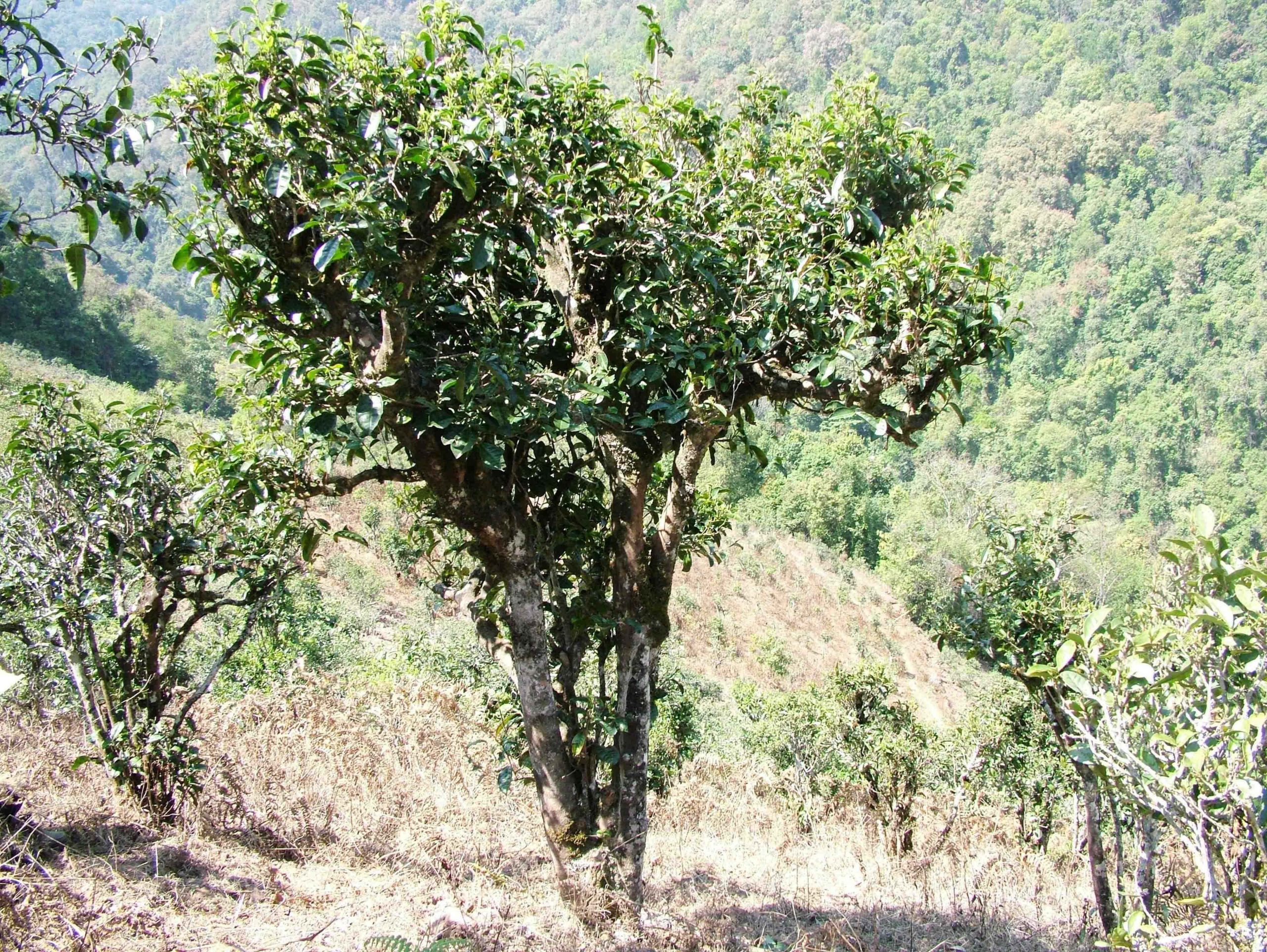 2022年景東御筆古樹春茶口感是什么？