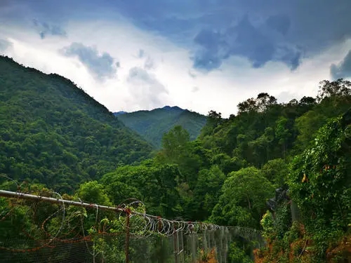 2022年景東御筆古樹春茶價格多少？