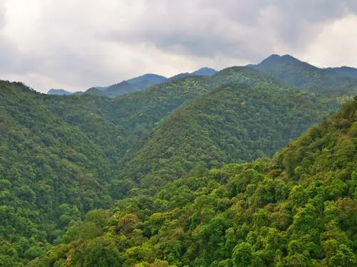 2022年無量山古樹春茶迎春“綻放”！