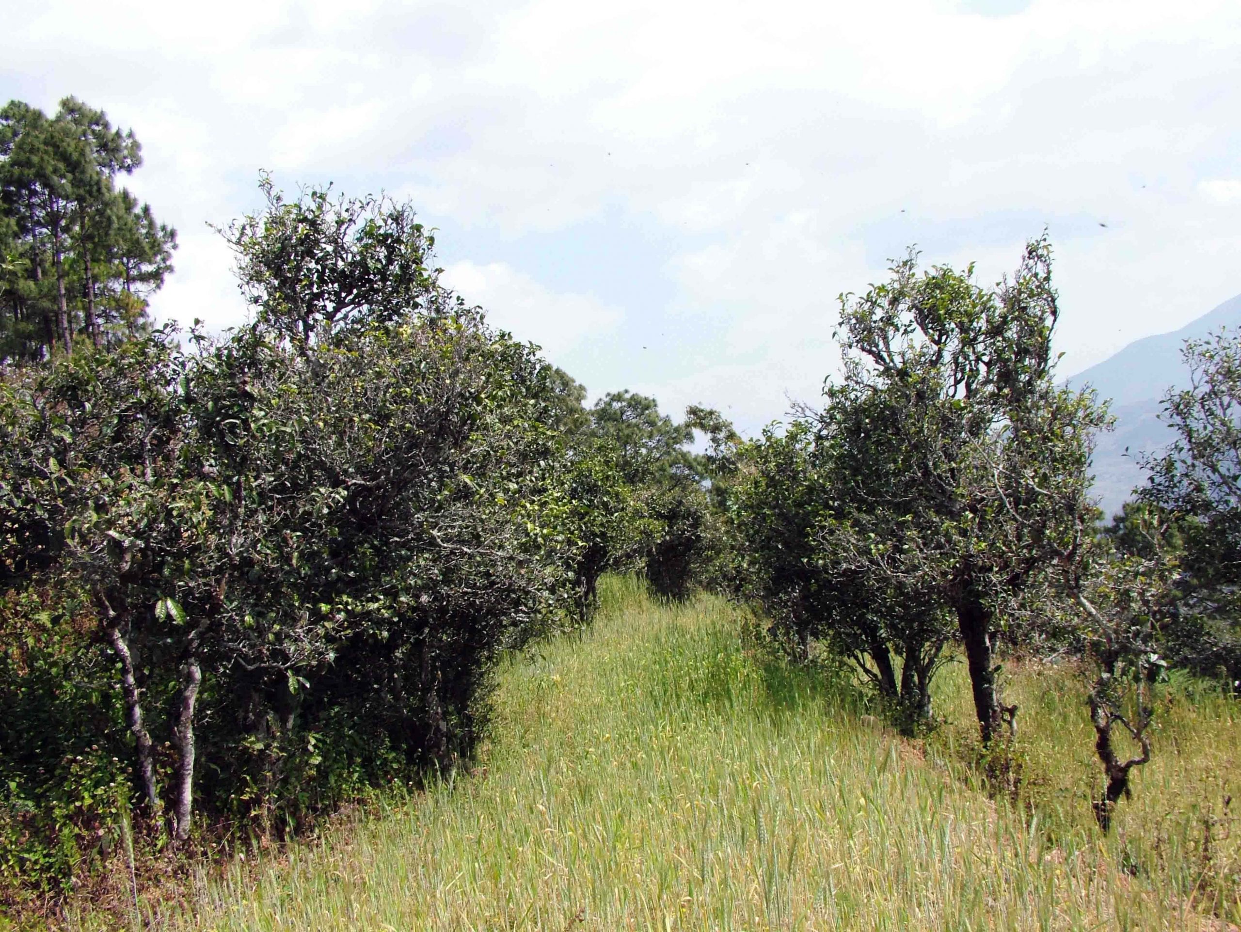 2022年景東老倉(cāng)福德古樹(shù)春茶口感特點(diǎn)？
