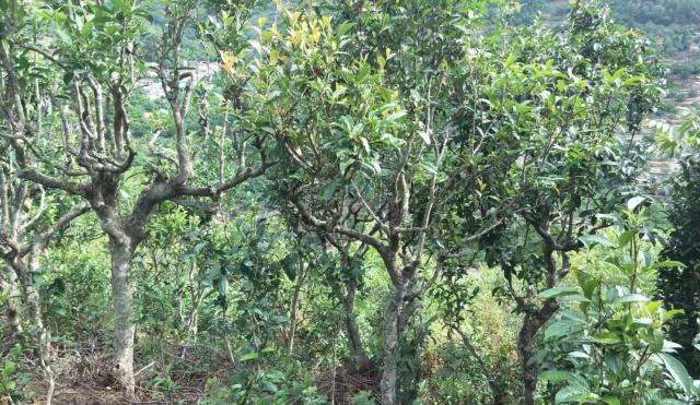 2022年景東金鼎古樹春茶口感特點(diǎn)？