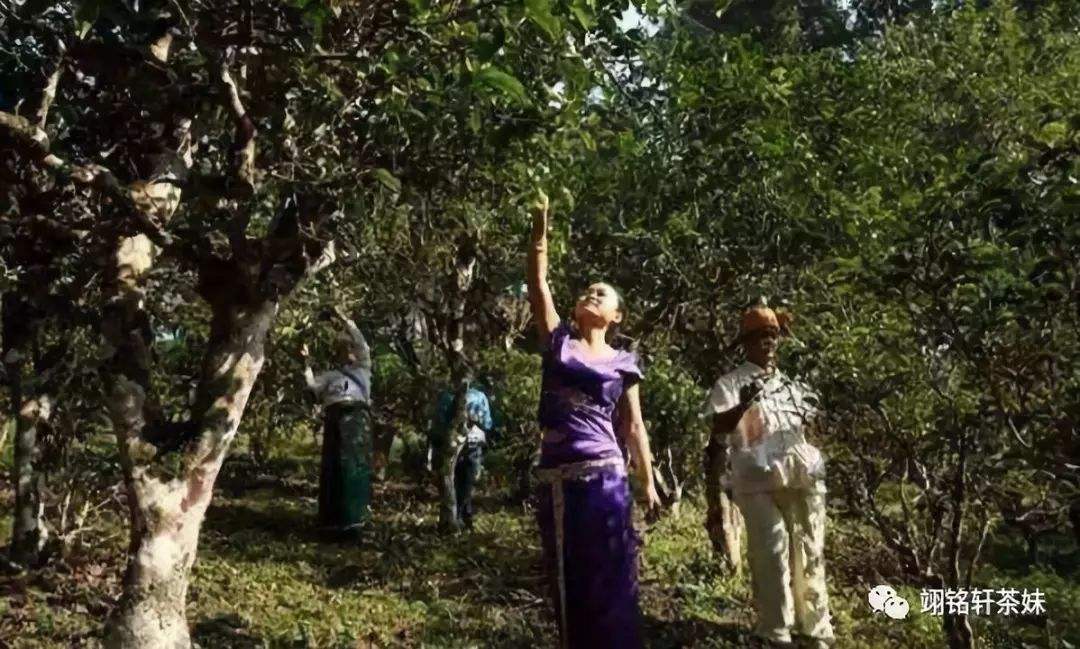 2022年鎮(zhèn)沅爺號(hào)大爺馬鄧古樹春茶特點(diǎn)？