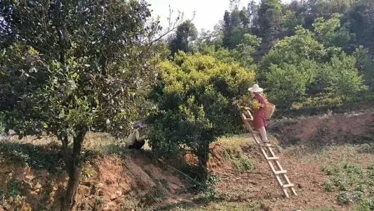 2022年鎮(zhèn)沅馬鄧古樹春茶口感是什么？