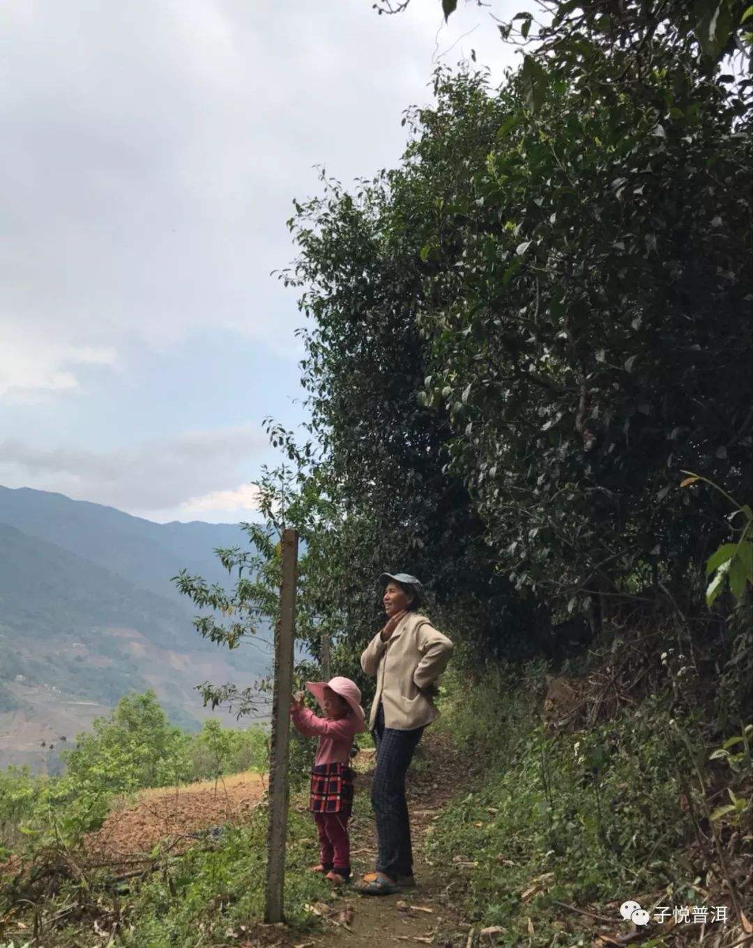 2022年鎮(zhèn)沅馬鄧古樹春茶多少錢一公斤？