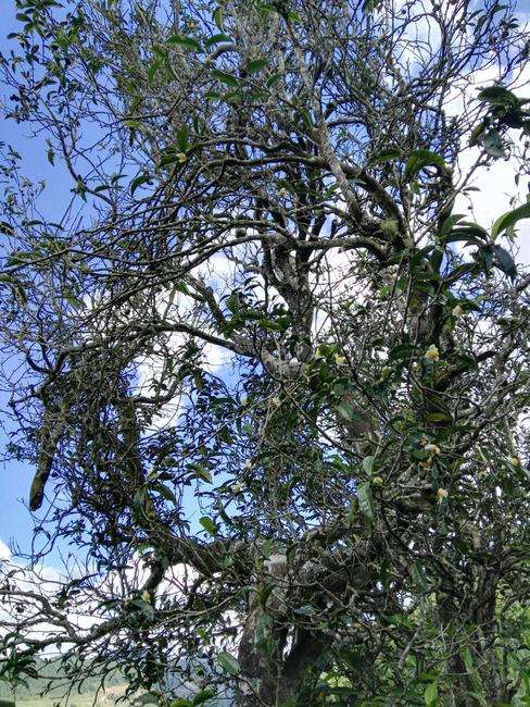 2022年鎮(zhèn)沅老海塘古樹春茶特點？