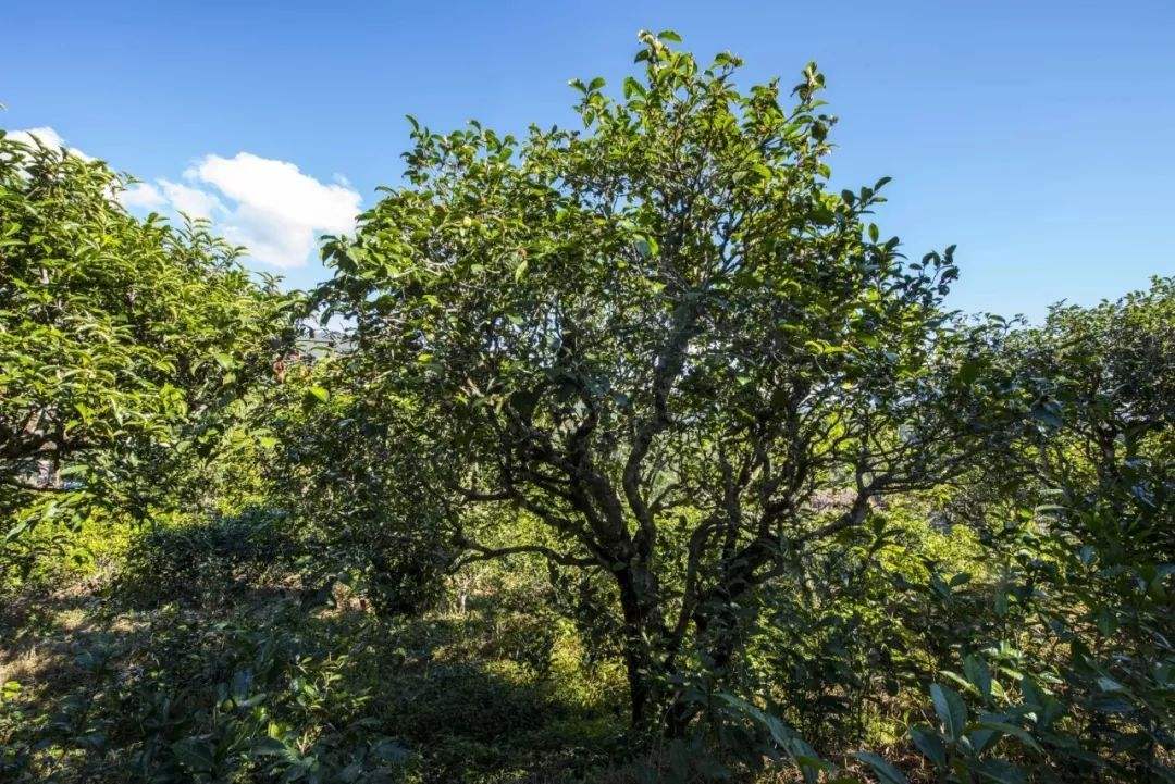 2022年鎮(zhèn)沅老海塘古樹春茶口感？