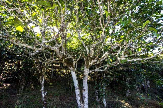 2022年鎮(zhèn)沅老海塘古樹春茶價(jià)格？