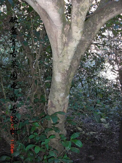 2022年鎮(zhèn)沅砍盆箐古樹春茶多少錢一公斤？