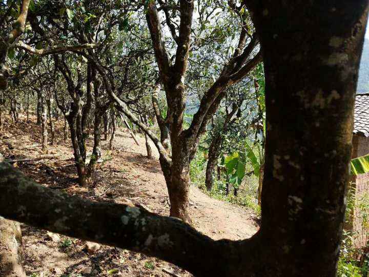 2022年鎮(zhèn)沅打筍山古樹春茶多少錢一公斤？