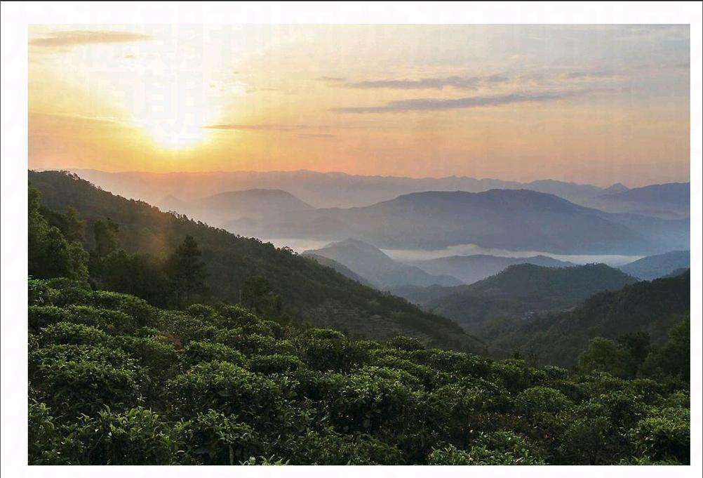 2022年鎮(zhèn)沅老烏山古樹春茶口感？