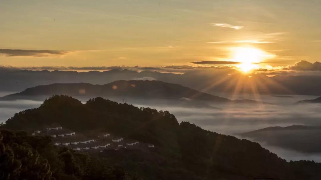 2022年別樣的味道，鎮(zhèn)沅老烏山古樹(shù)春茶