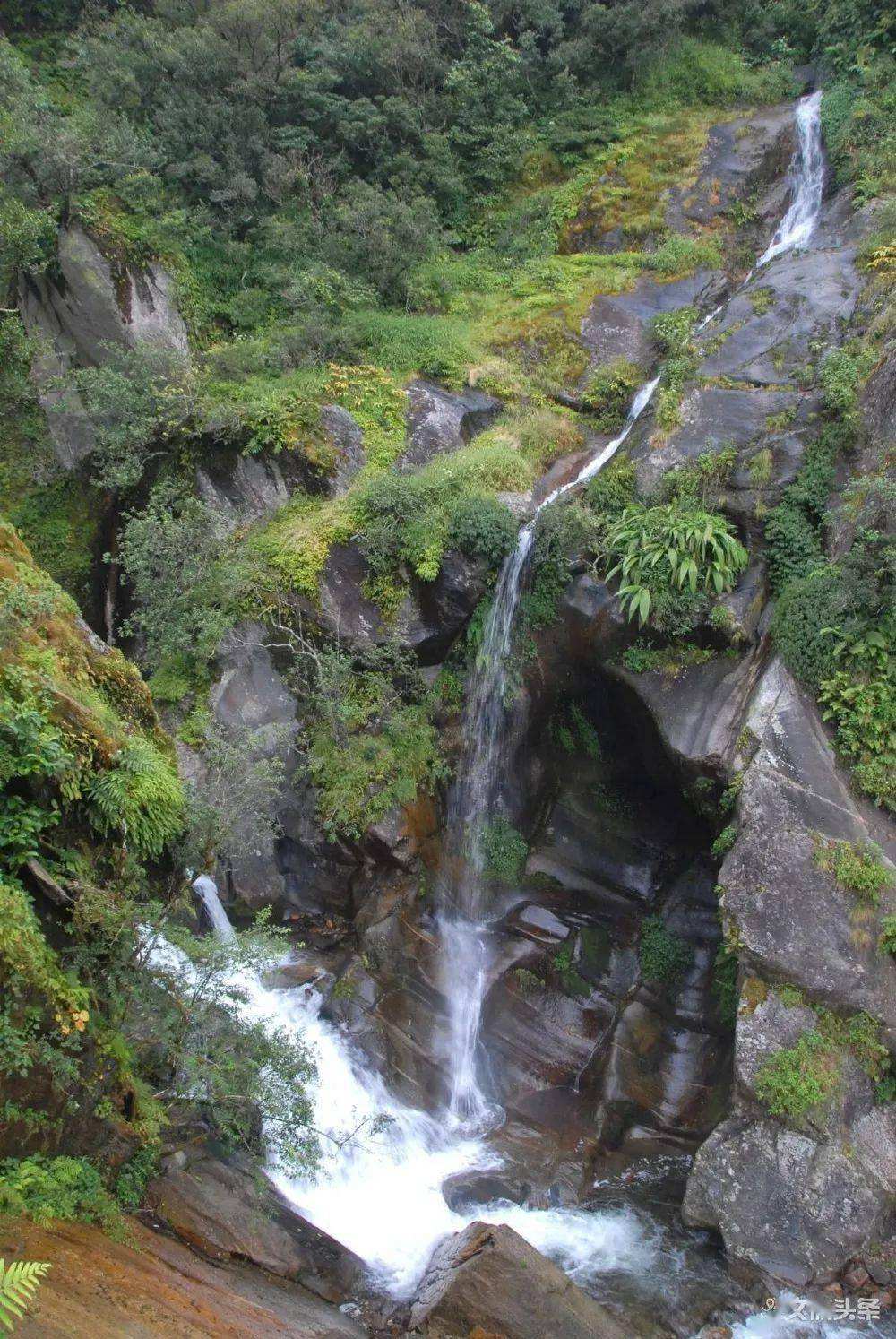 2022年鎮(zhèn)沅千家寨古樹春茶特點？