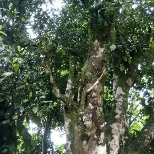 2022年鎮(zhèn)沅千家寨古樹(shù)春茶口感？