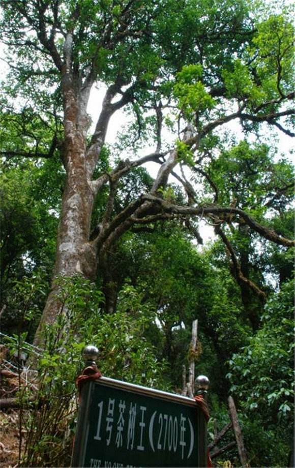 2022年鎮(zhèn)沅千家寨古樹(shù)春茶價(jià)格？