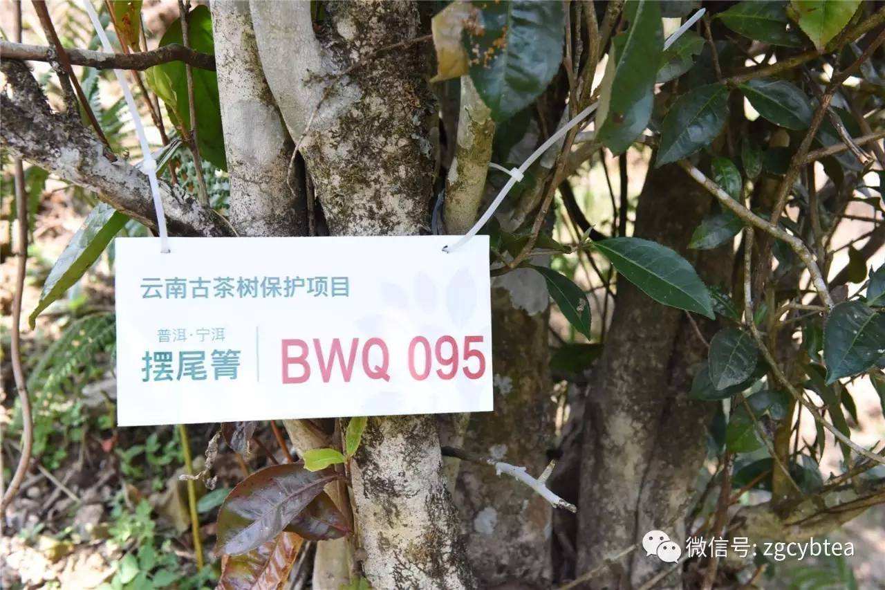 2022寧洱擺尾箐古樹(shù)春茶多少錢(qián)一公斤？