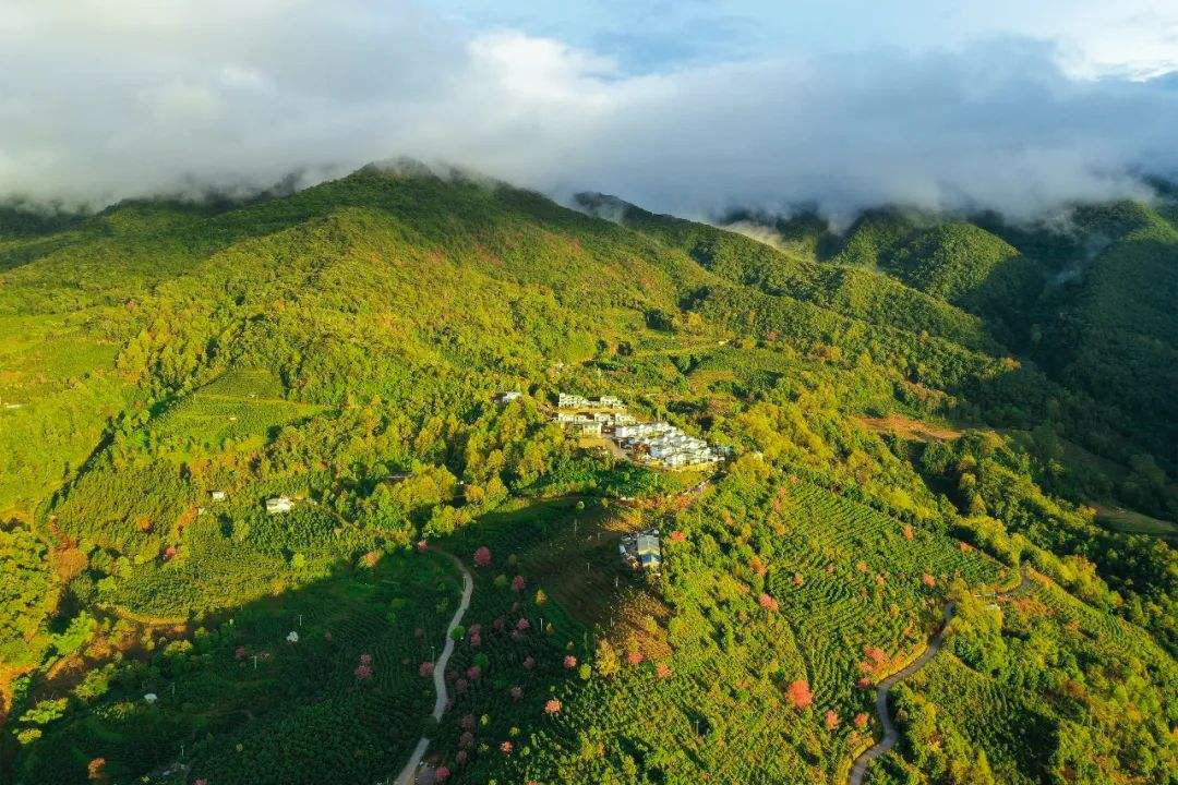 2022年困鹿山古樹(shù)春茶口感是什么？