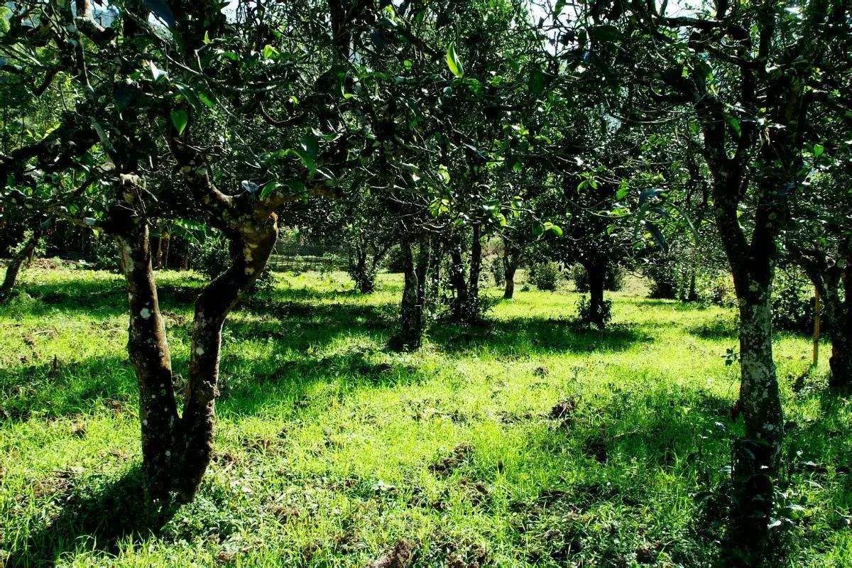 2022年困鹿山古樹(shù)春茶價(jià)格？