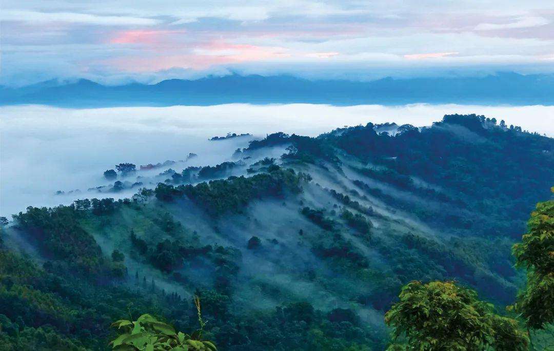 2022年景邁山古茶林為什么可以申遺？