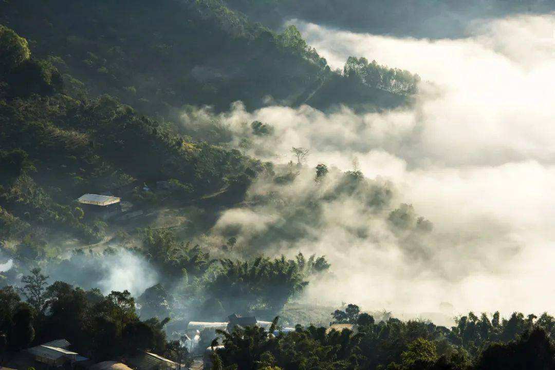 2022景邁山古樹(shù)春茶價(jià)格？
