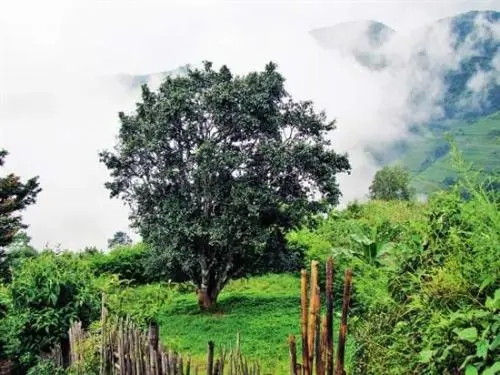 2022年邦威古樹(shù)春茶口感是什么？