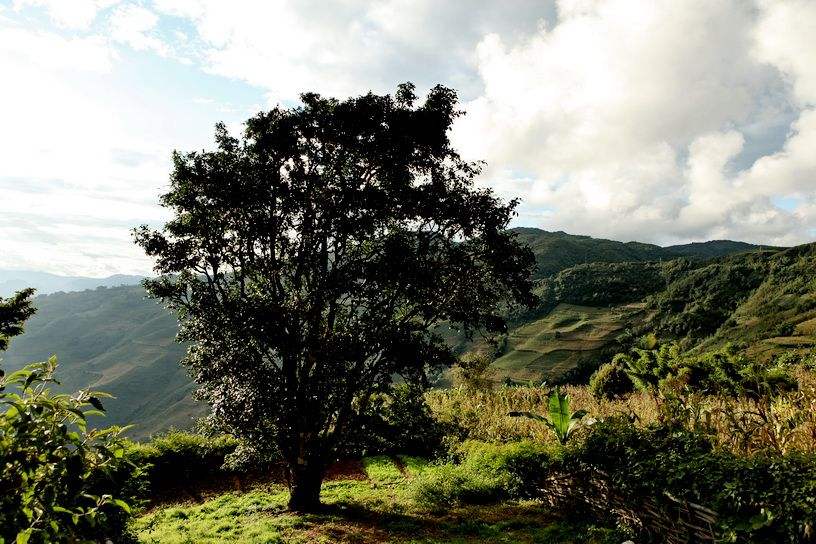 2022年邦崴古樹春茶特點？