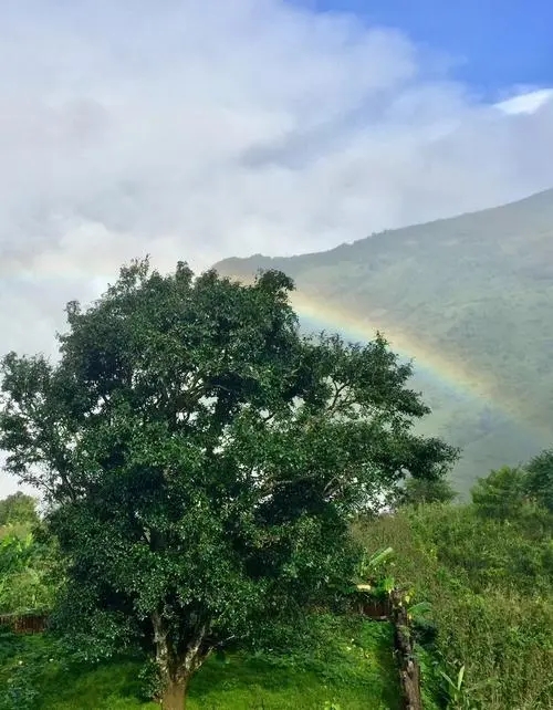 2022 年邦崴古樹春茶價格多少錢一公斤？