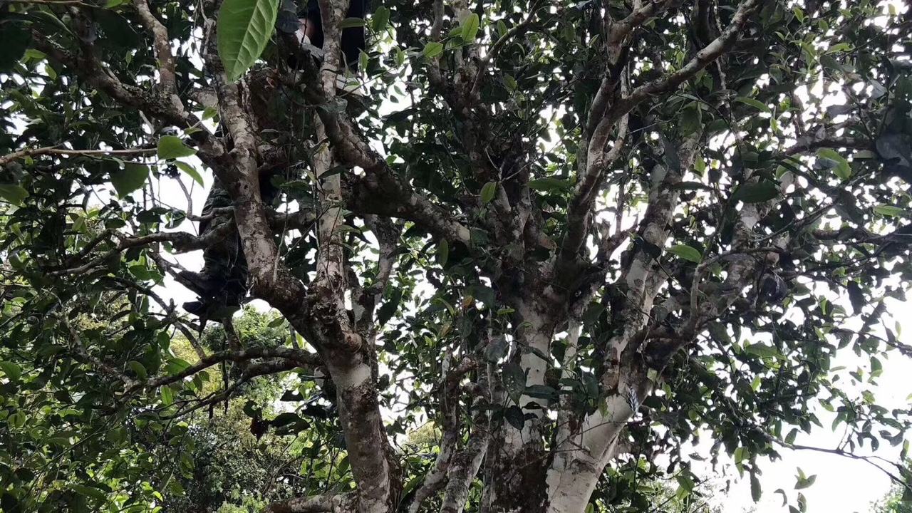 2022年麻黑古樹春茶價格？