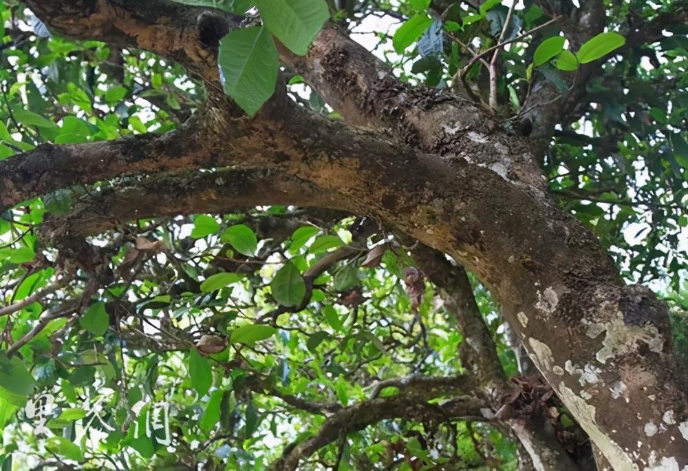 2022年繞開麻黑，你損失的將是半個易武