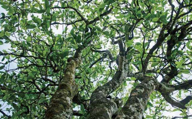 2022年落水洞古樹春茶多少錢一公斤？