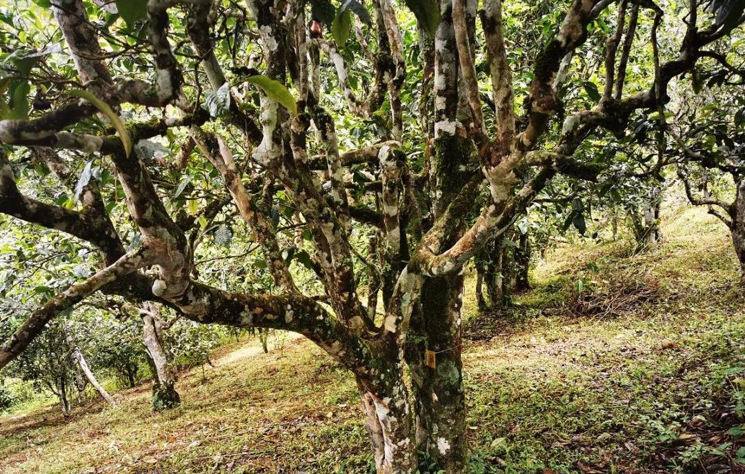 2022年落水洞古樹春茶價格？