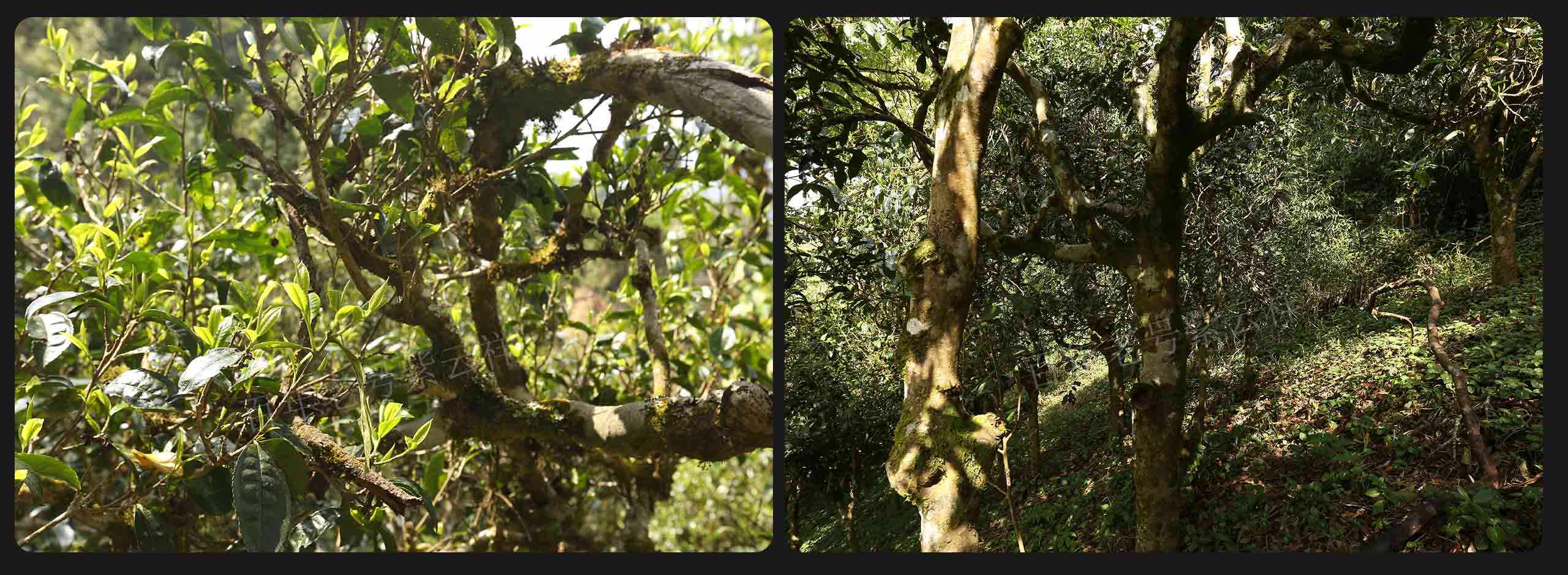 2022年大漆樹古樹春茶價格？