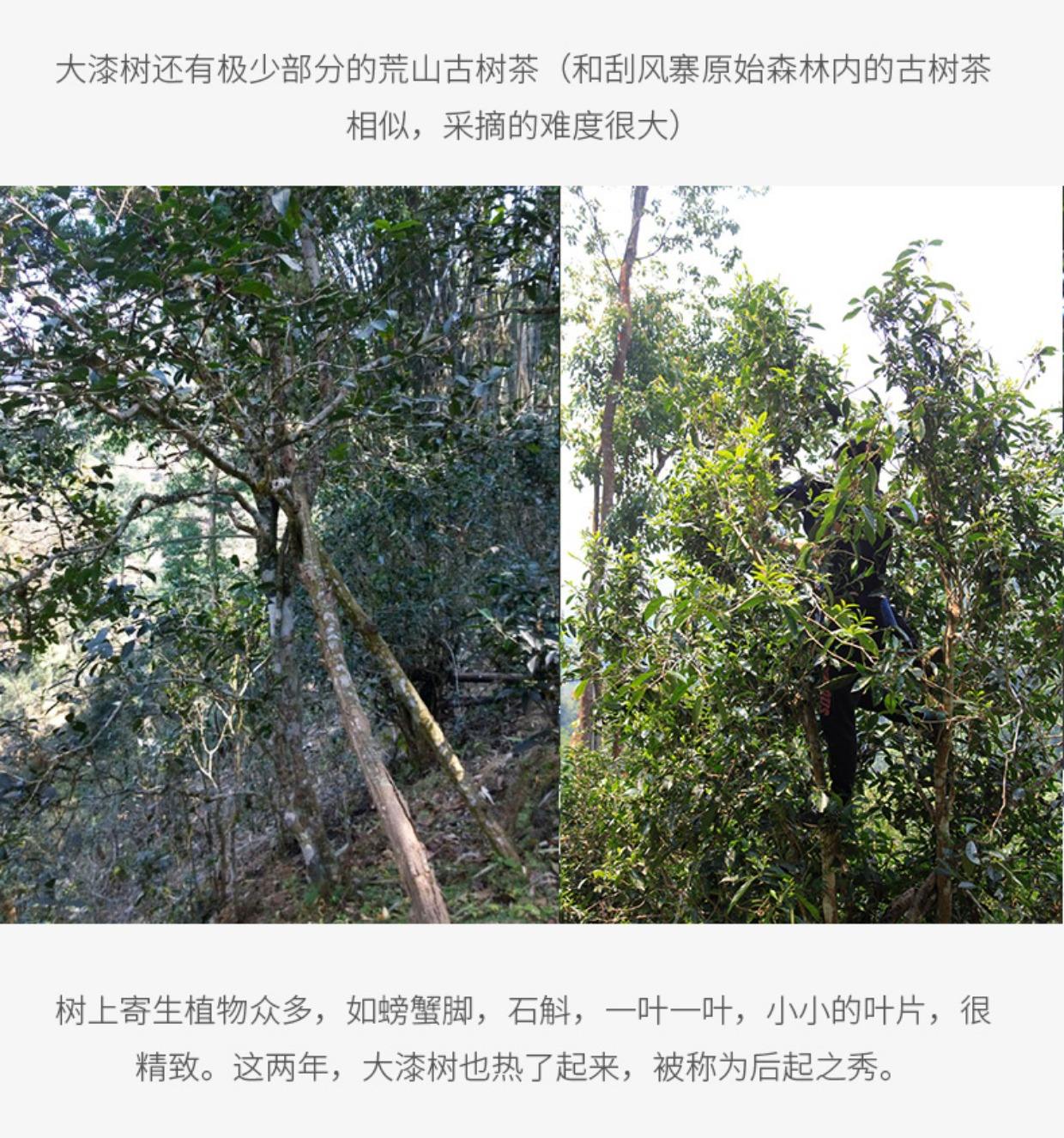 2022年大漆樹古樹春茶多少錢一公斤？